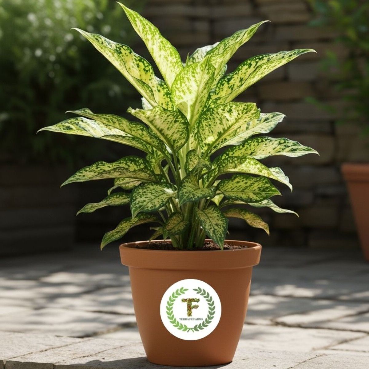 INDOOR & OUTDOOR PLANTS