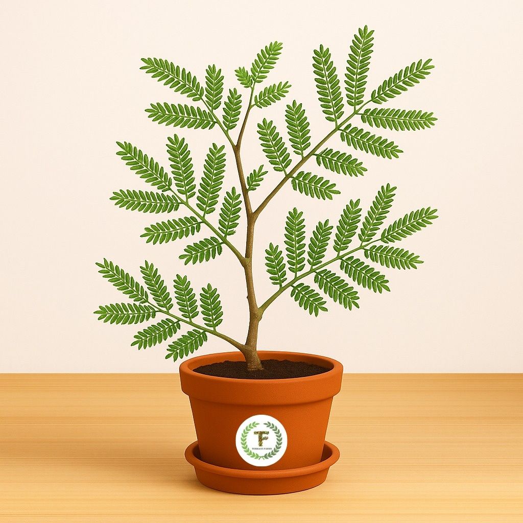 SHAMI PLANT/शमी का पौधा - 1 फ़ीट