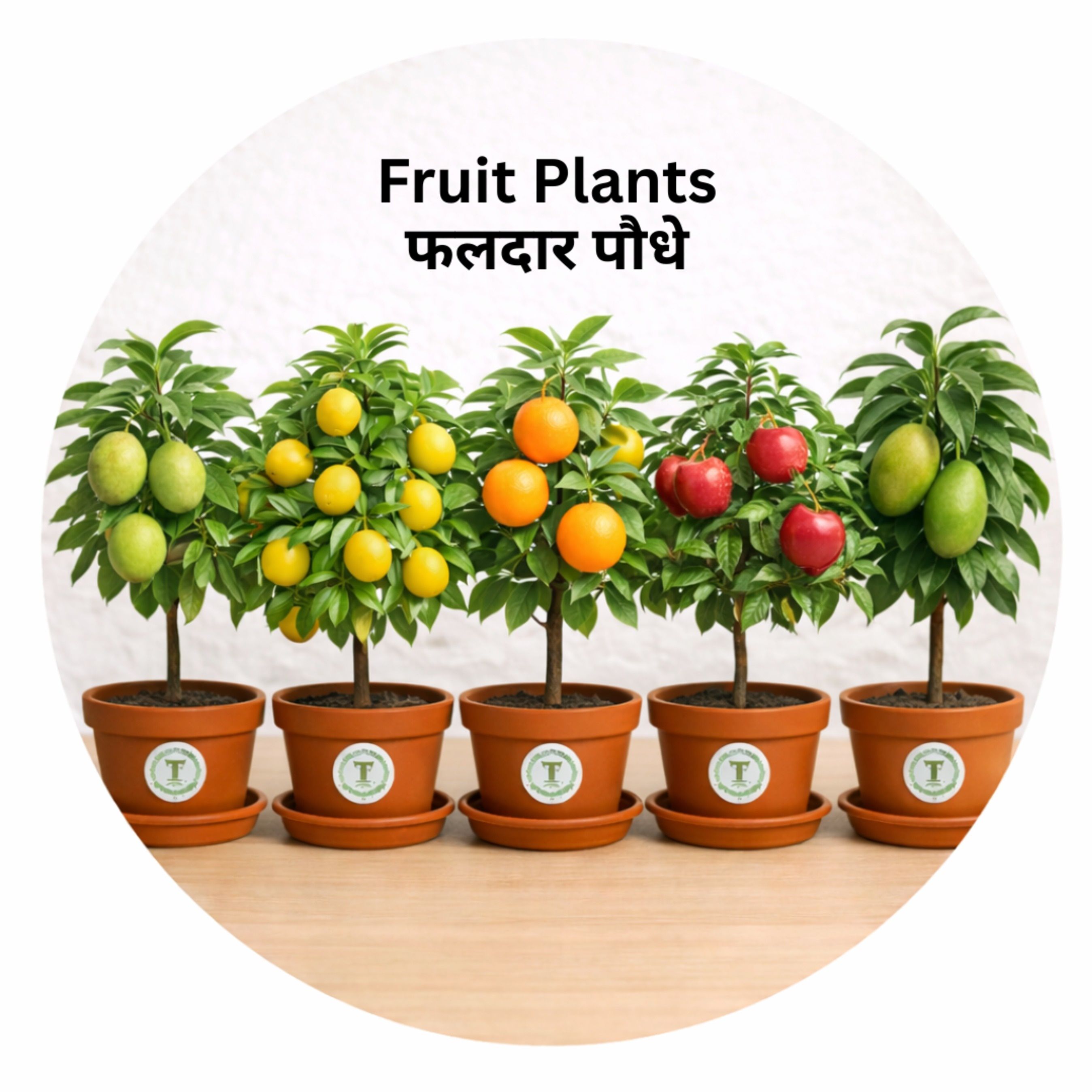 FRUIT PLANTS
