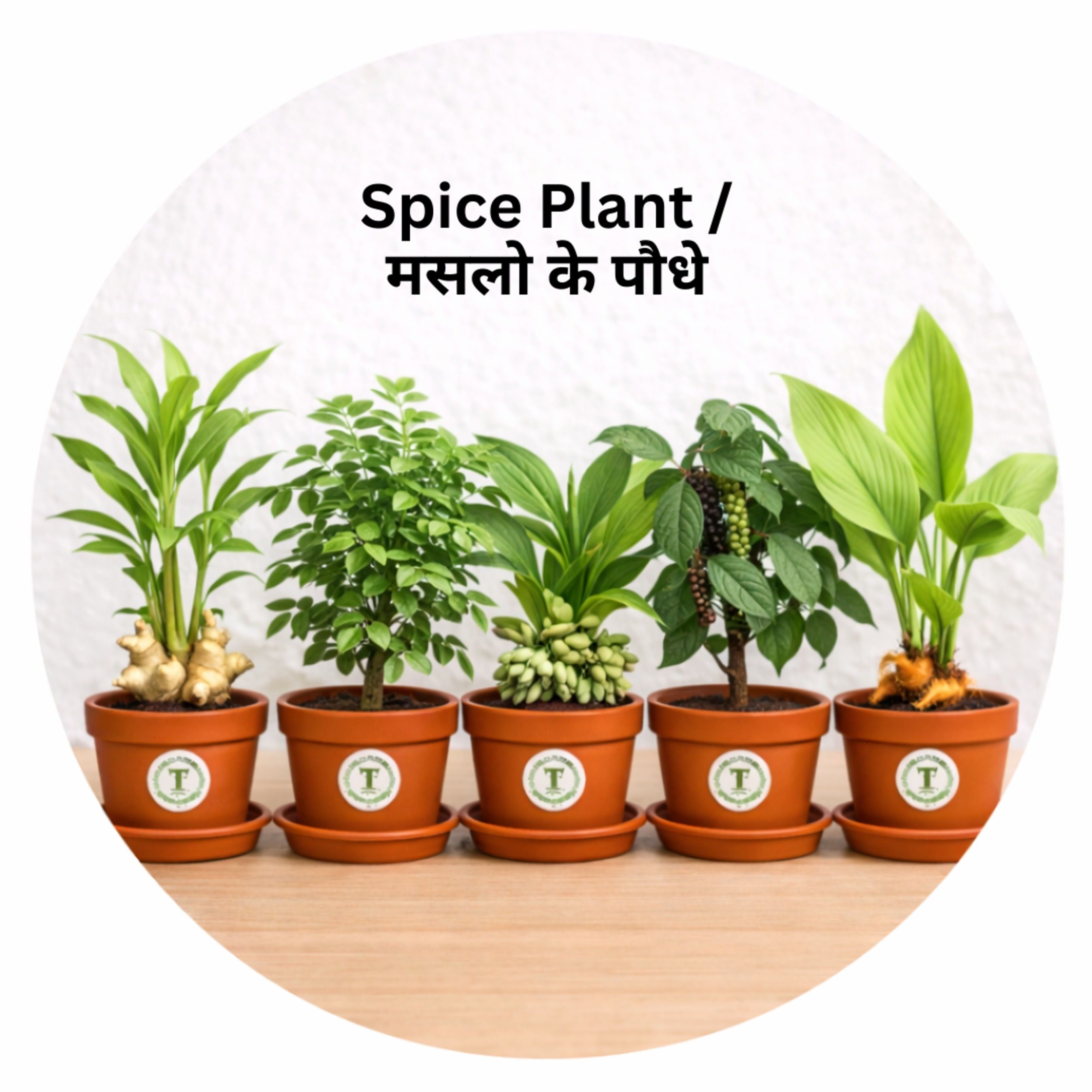 SPICES PLANTS
