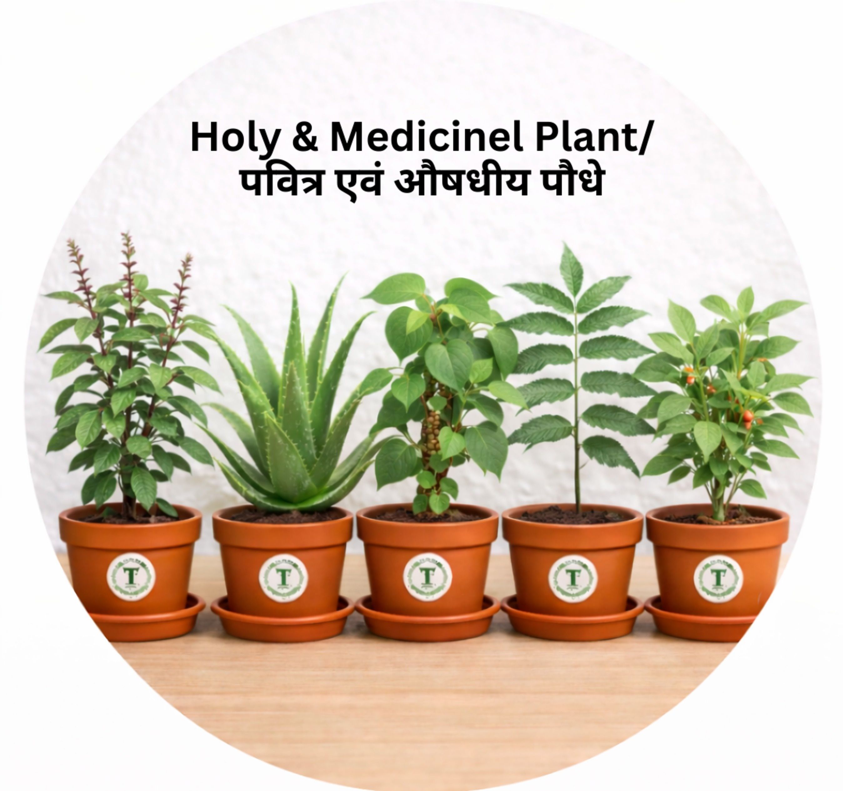 HOLY & MEDICINAL PLANTS