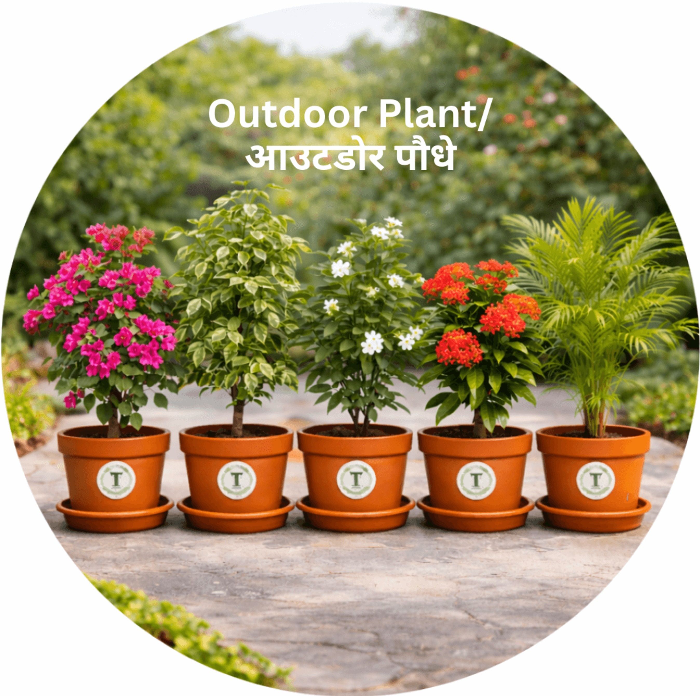 OUTDOOR PLANTS