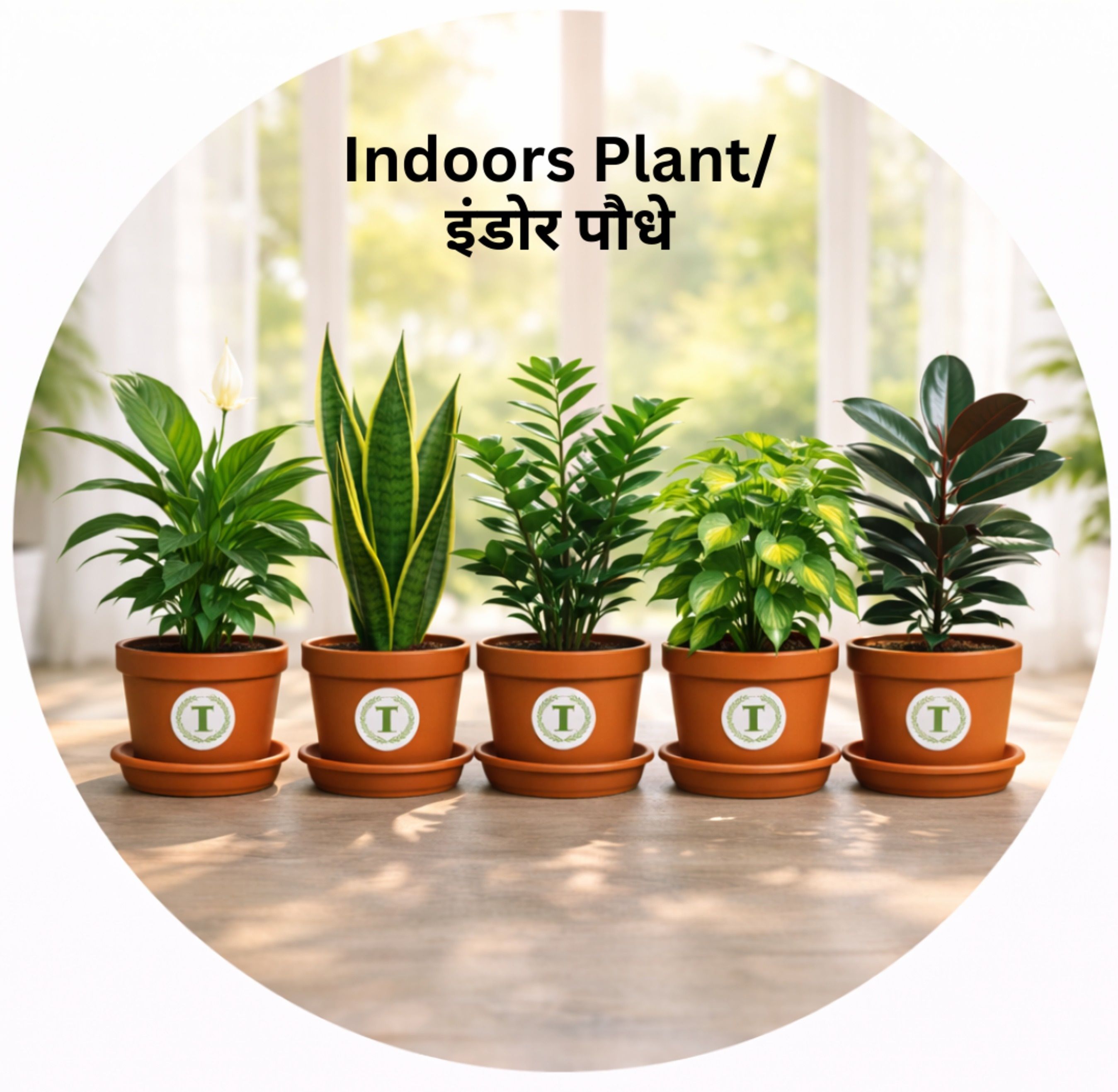 INDOOR PLANTS