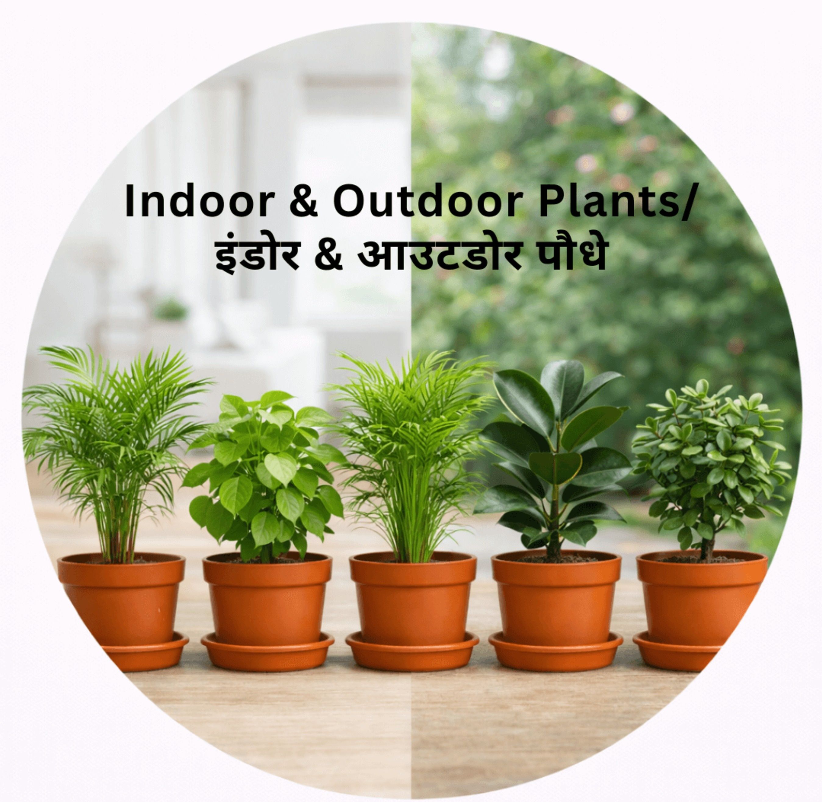 INDOOR & OUTDOOR PLANTS