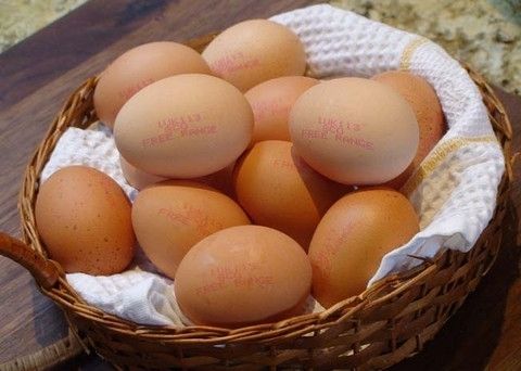Free Range Eggs x 12
