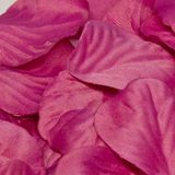Eleganza Rose Petals - Fuchsia 1000pcs - Accessories