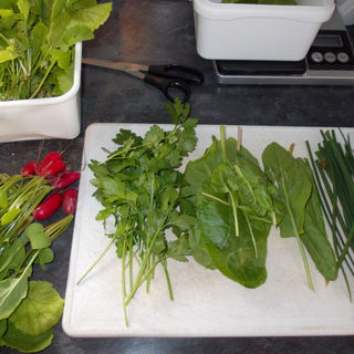 Greens from the Greenhouse Salad