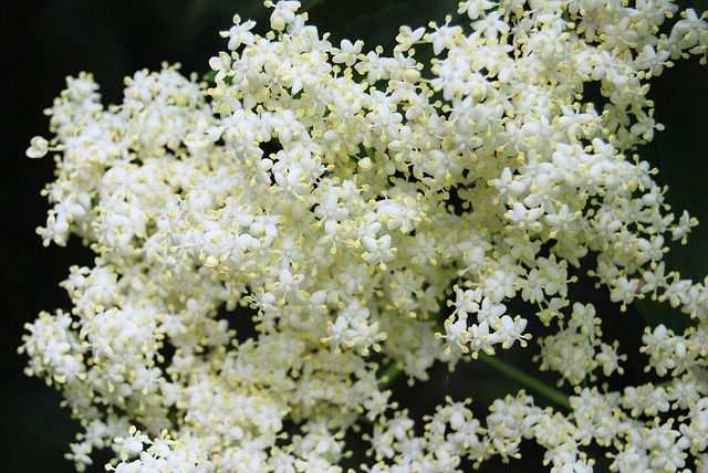 Elderflower Champagne