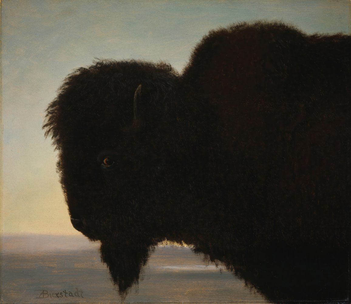 Konten Pintaran Bison di Gunung