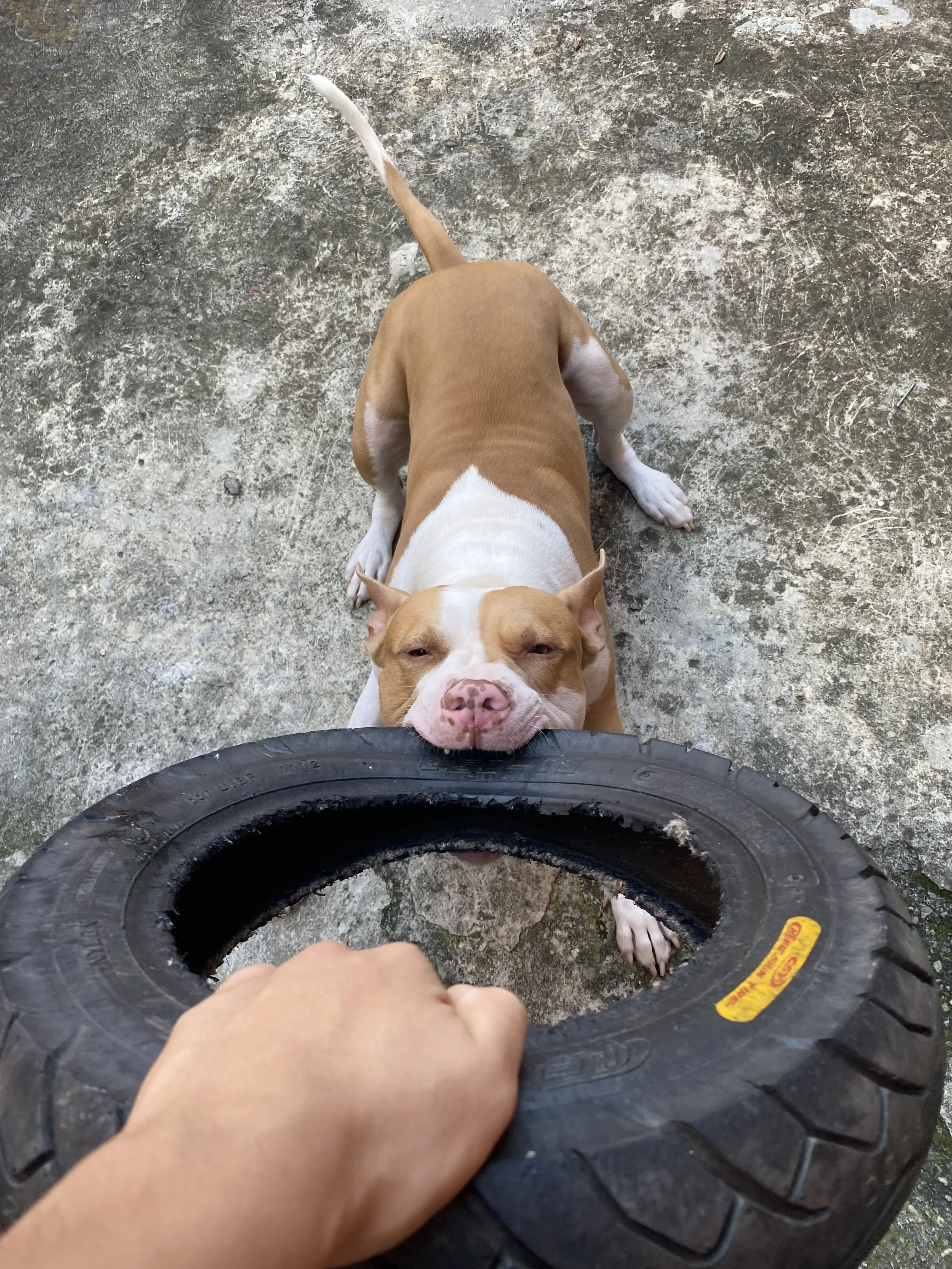 Cómo Enseñar a un Cachorro a no Morder: Guía Completa de Adiestramiento
