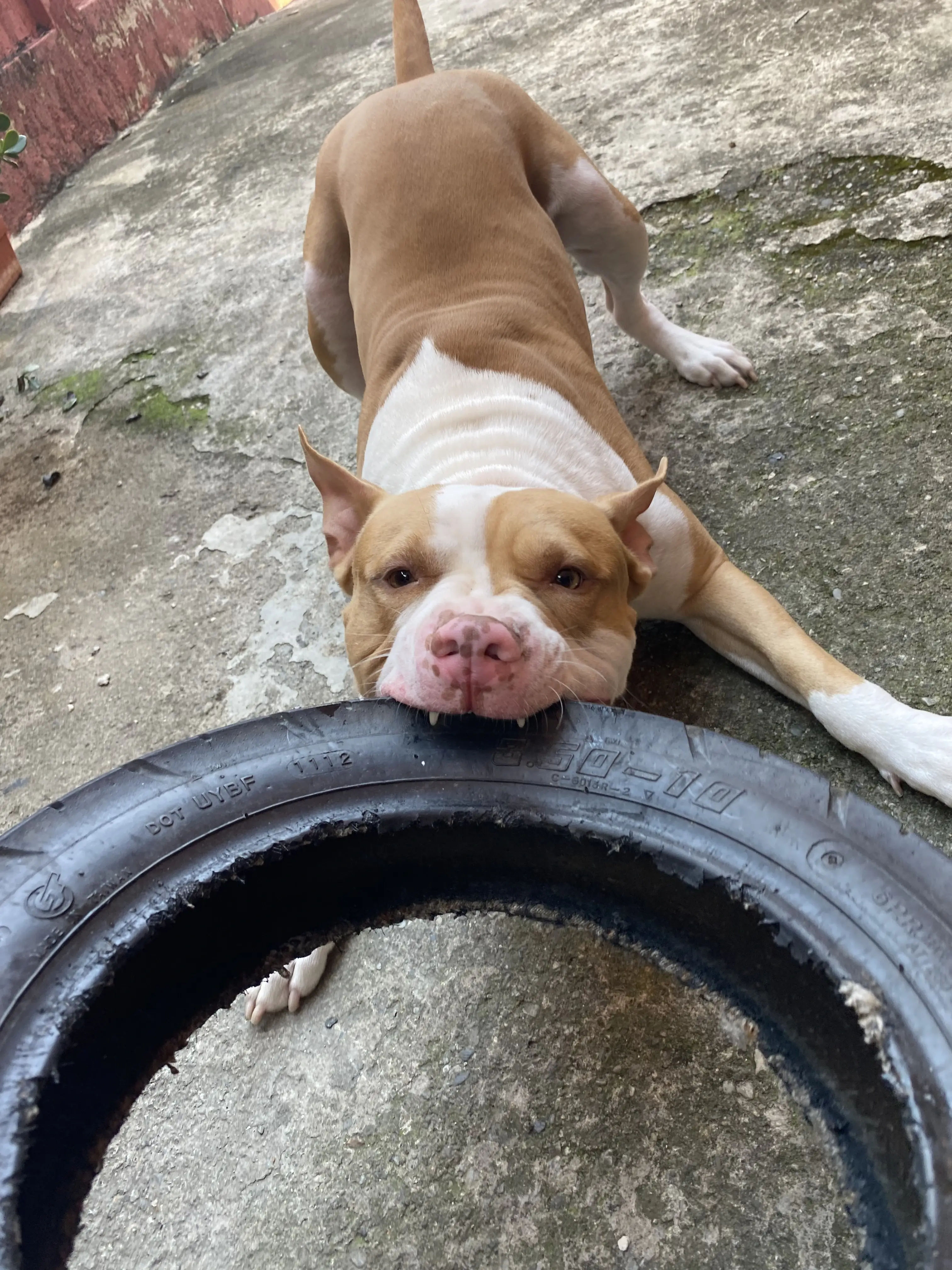Adiestramiento Canino: La Guía Definitiva para una Convivencia Armoniosa