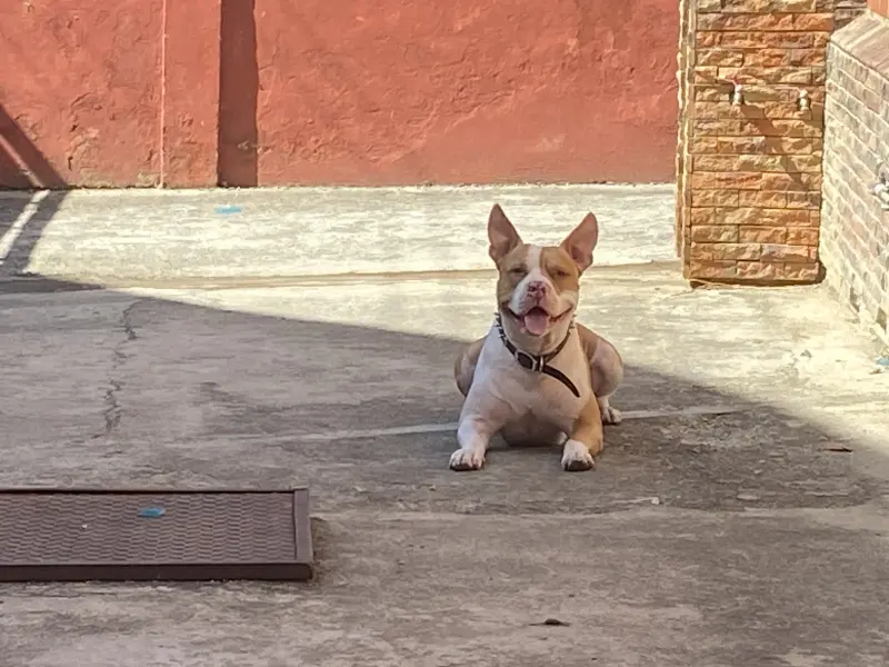 Sesión de adiestramiento canino a domicilio en Caracas