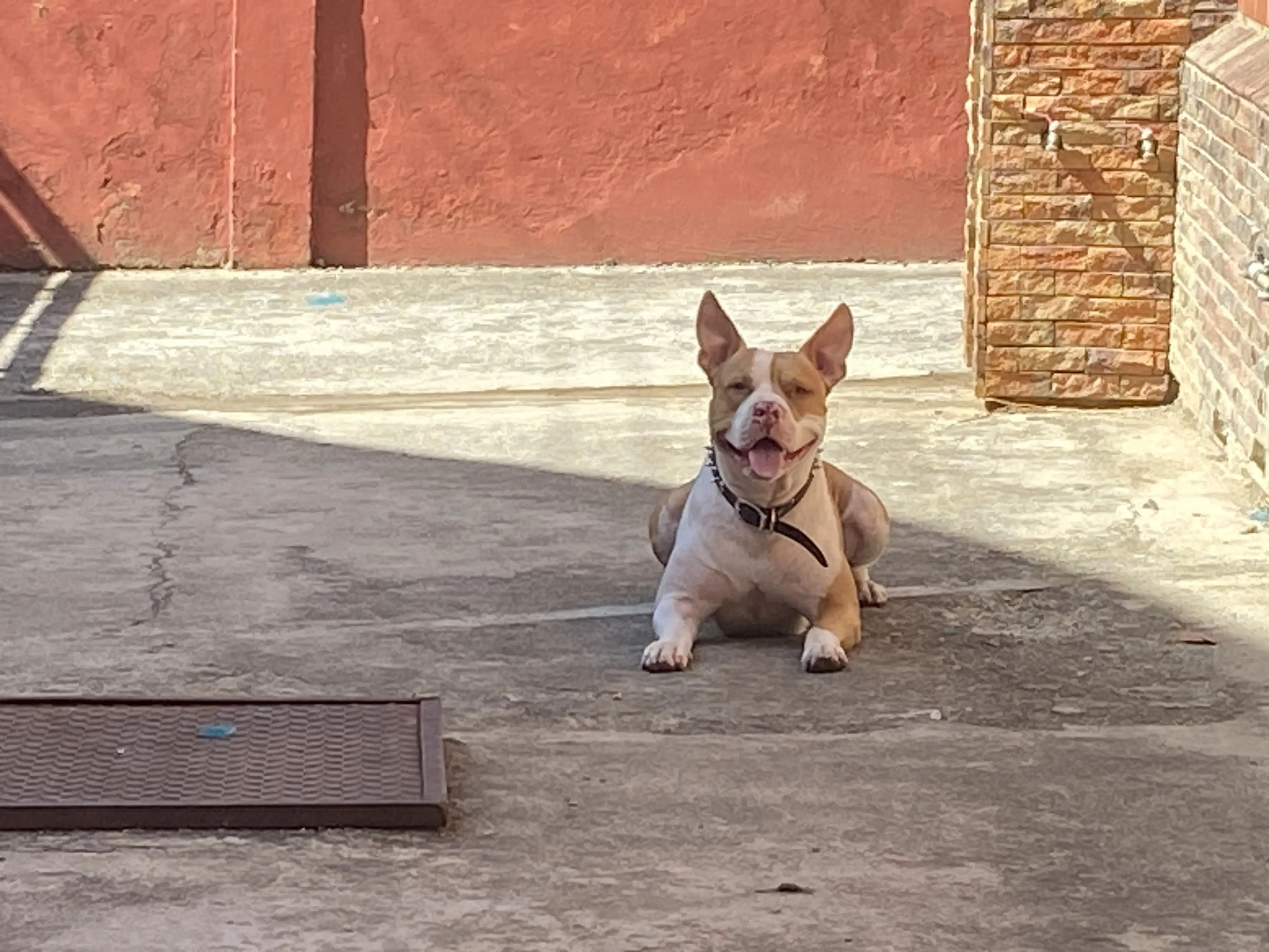 Eren descansando tranquilamente