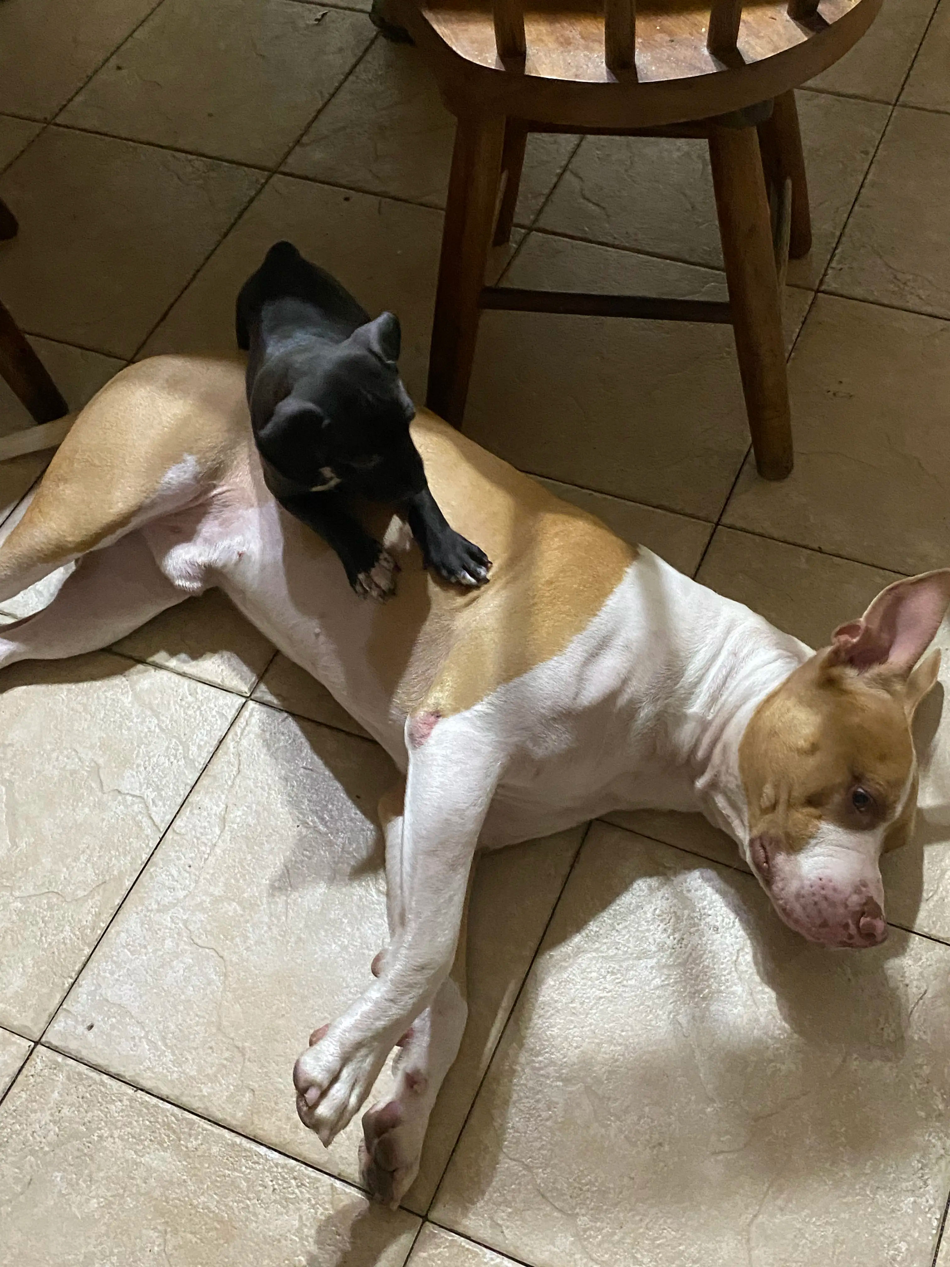 Órdenes Básicas para Perros: Guía Paso a Paso para Principiantes