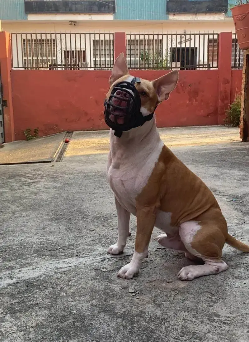 Perro reactivo trabajando con adiestramiento positivo en Caracas
