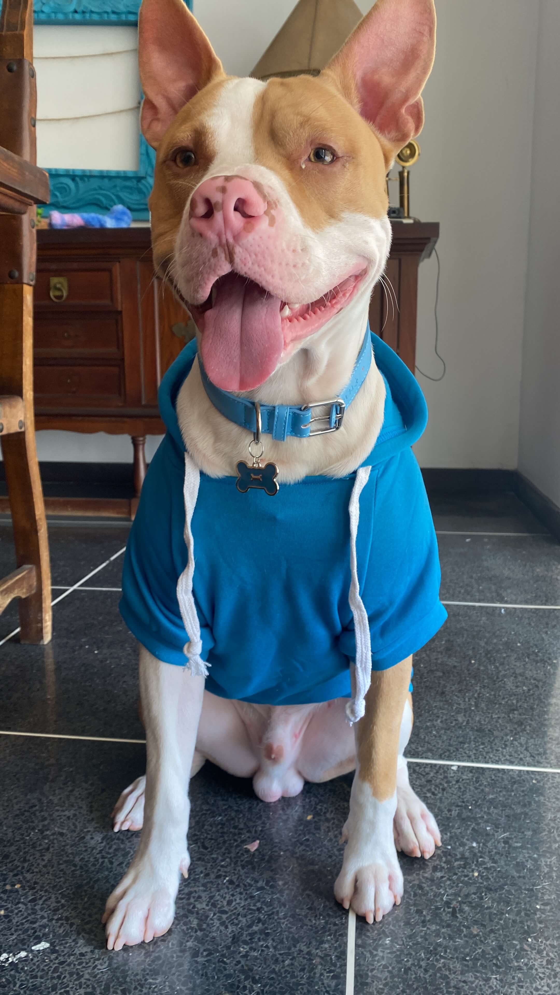 Adiestrador de Perros: ¿Por qué es la Mejor Inversión para tu Mascota?