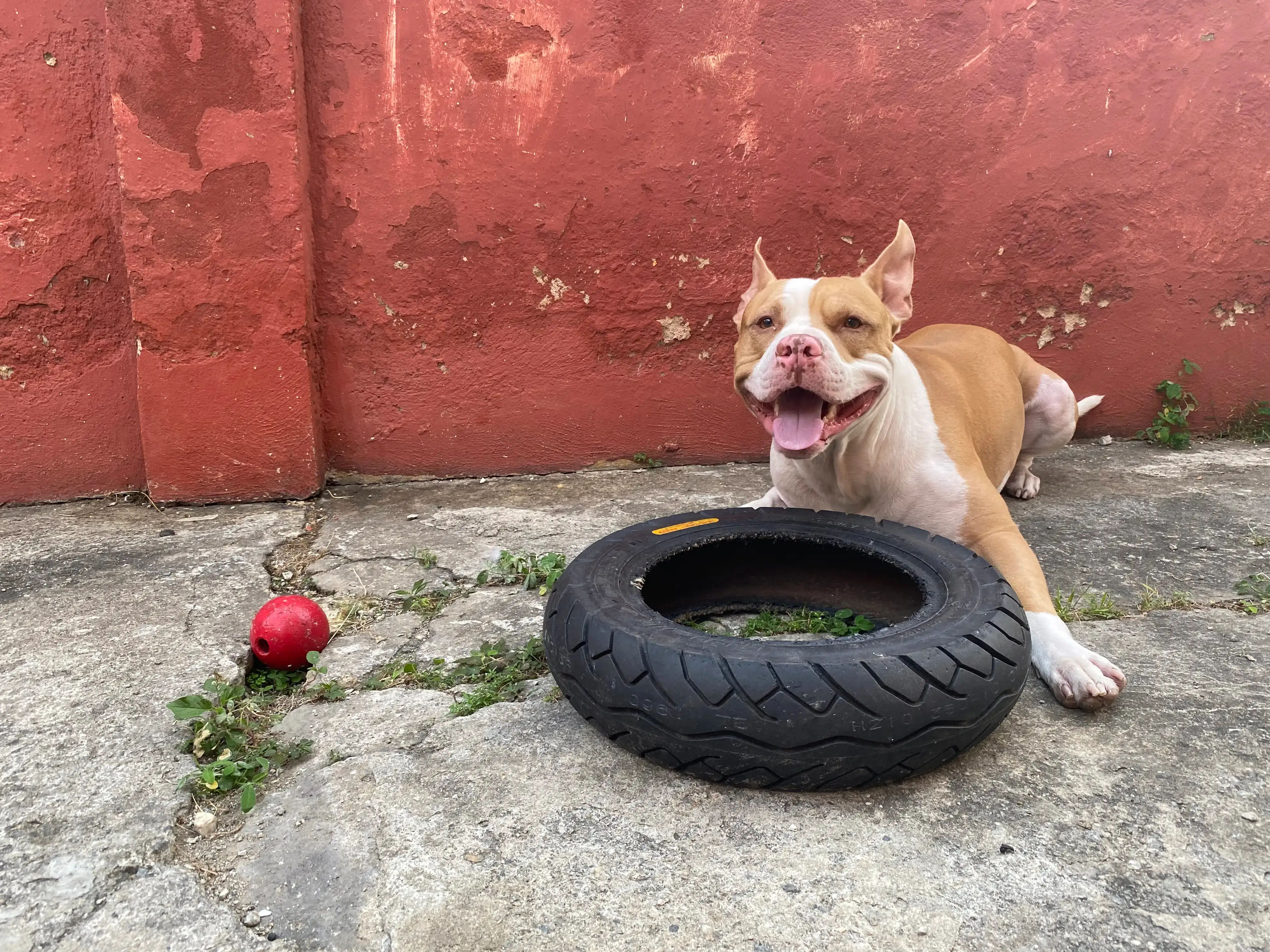Beneficios de un curso de adiestramiento canino online: La guía para el dueño moderno