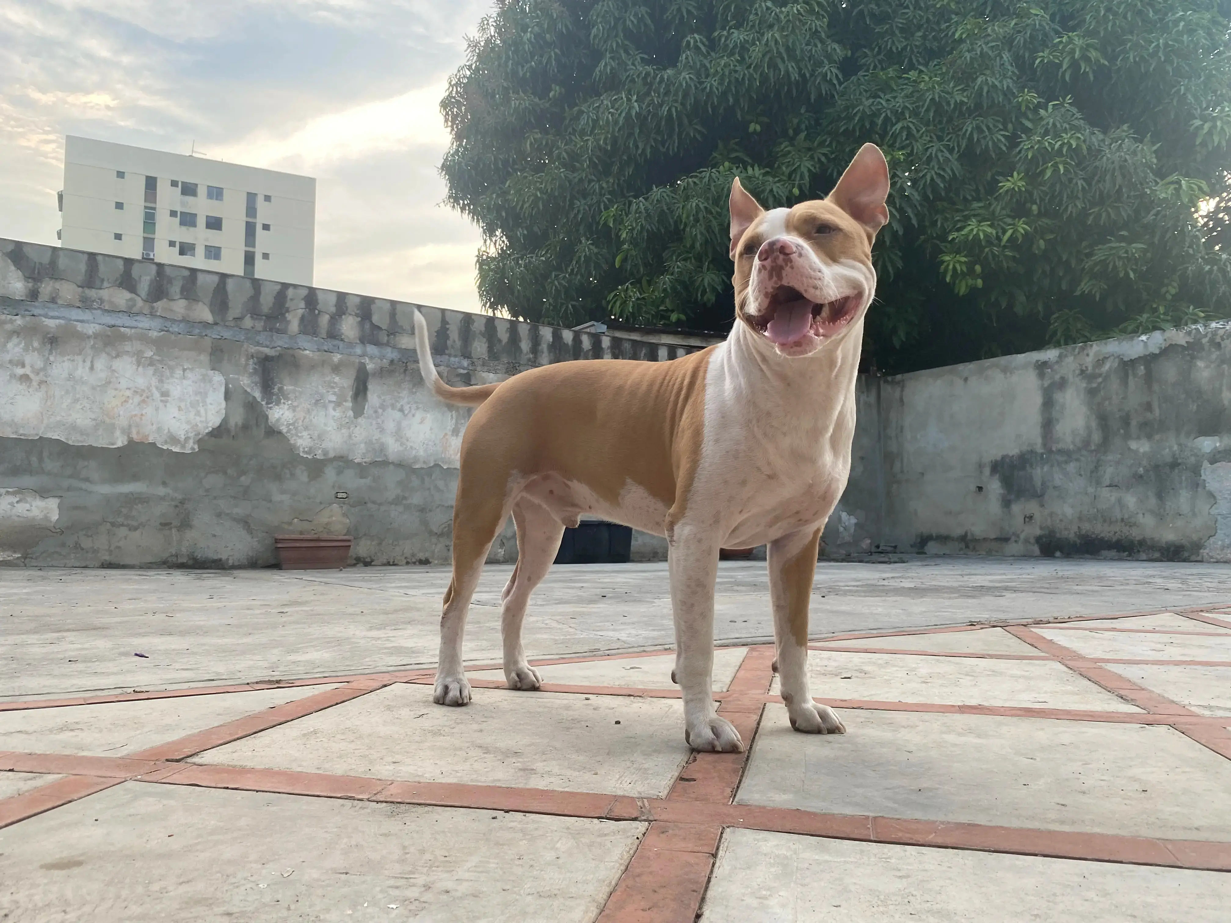 Cómo Eliminar Garrapatas sin Afectar al Perro: Guía Completa y Segura