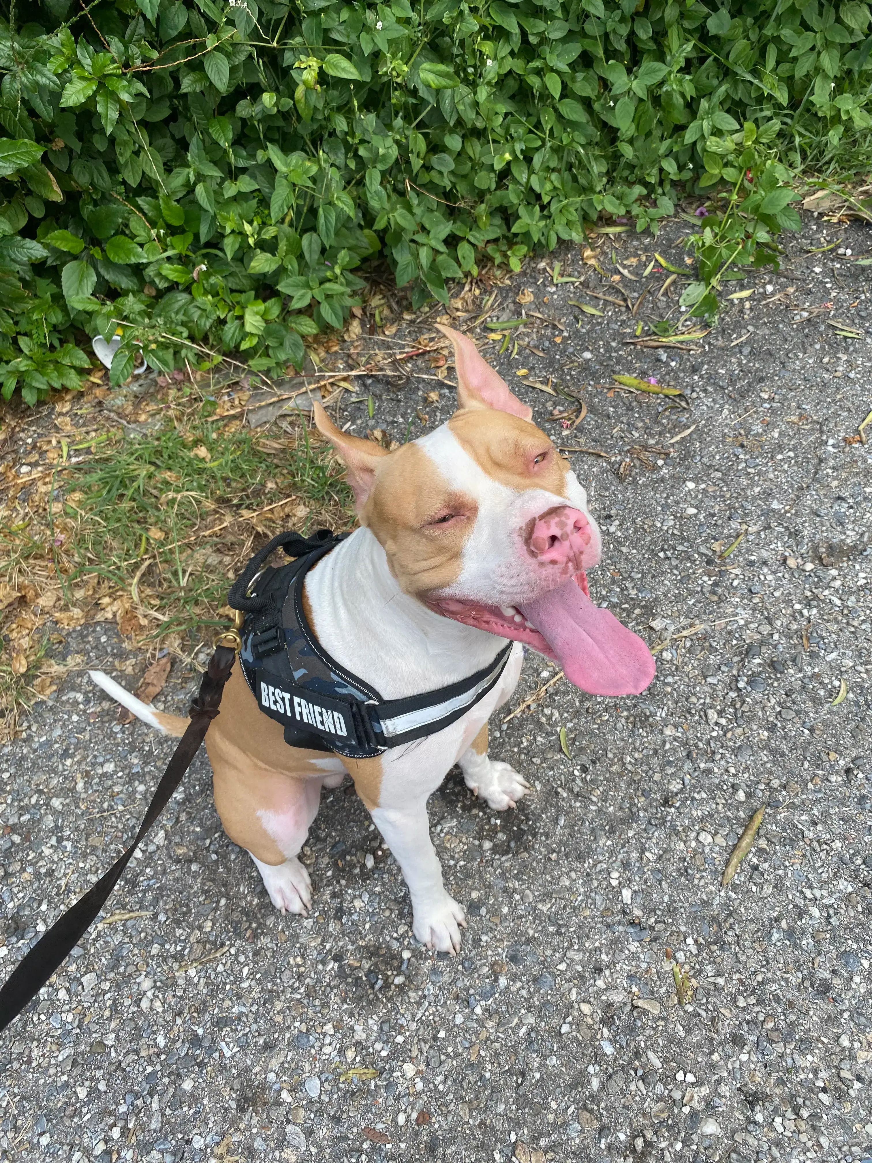 Cómo enseñar a un perro a ir al baño: La guía definitiva