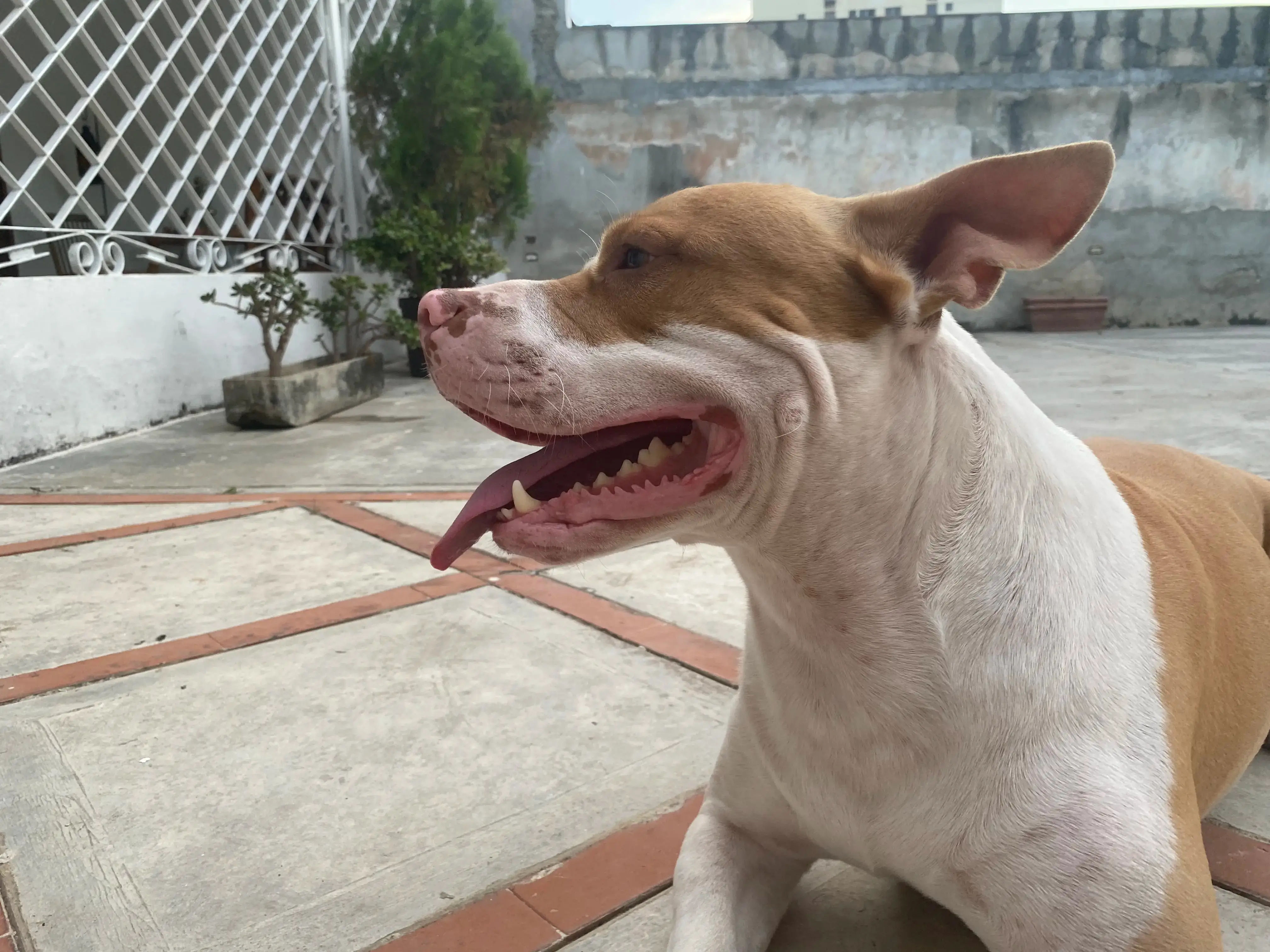 Cómo Socializar a un Perro Adulto con Reactividad: Guía de Expertos