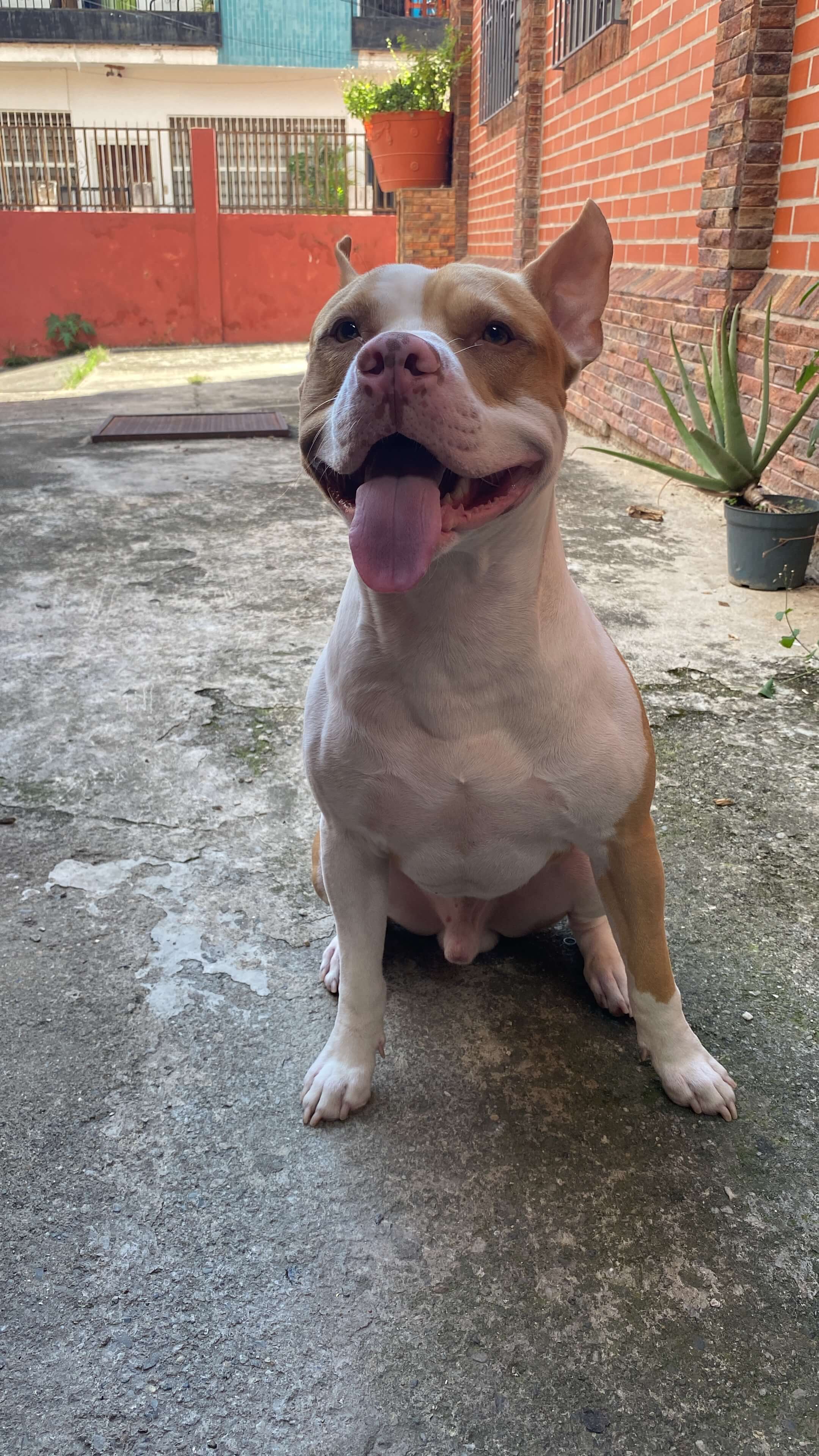 Cómo Pasear a un Perro que Tira: Guía Definitiva de Adiestramiento