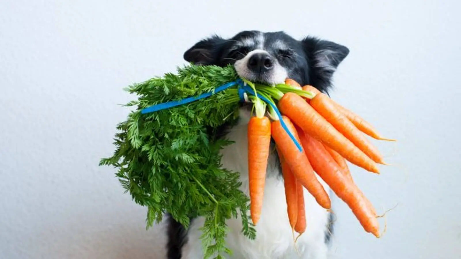 ¿Qué verduras pueden comer los perros? Guía Definitiva de Nutrición Canina