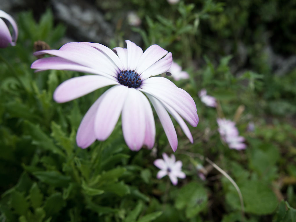 Minshuku Funanosato – Komatsushima, Tokushima Prefecture, Shikoku