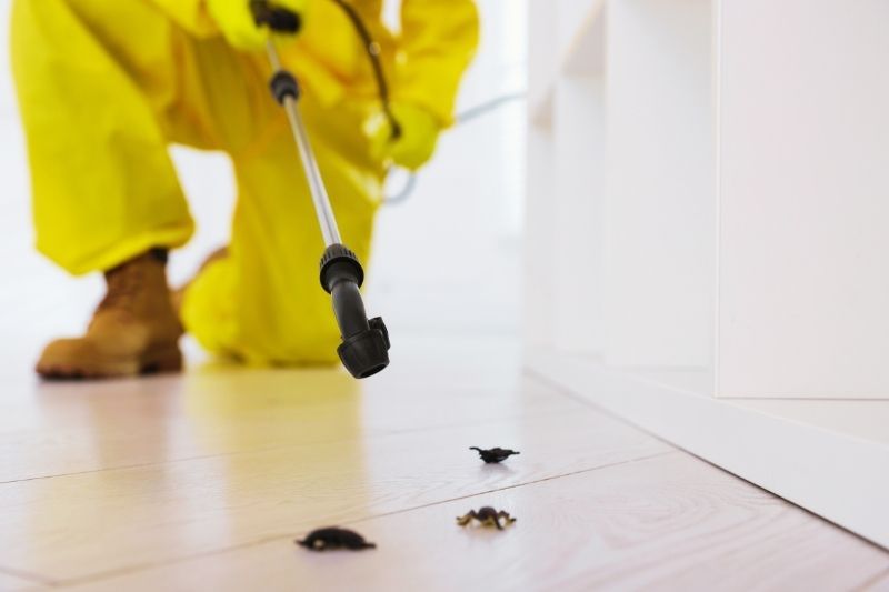 Cockroach Extermination in Chula, MO