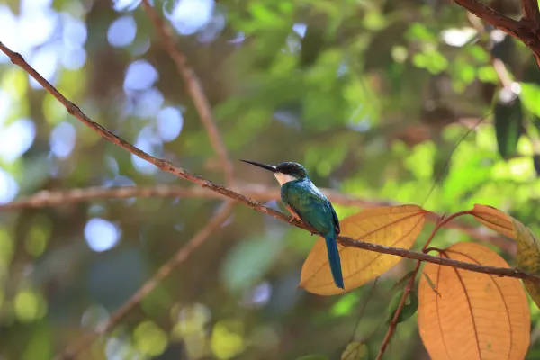 Birdwatching