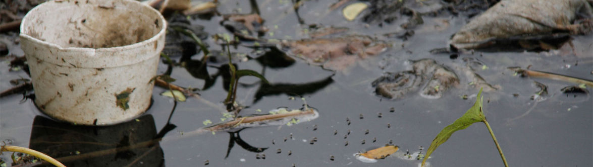 Criadero de mosquitos