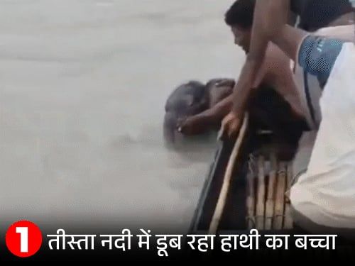 बंगाल में मछुआरों ने हाथी के डूबते बच्चे को बचाया,VIDEO:नाव पर आते ही बचाने वाले से लिपटा, हथिनी मां ने बच्चे को दुलारा