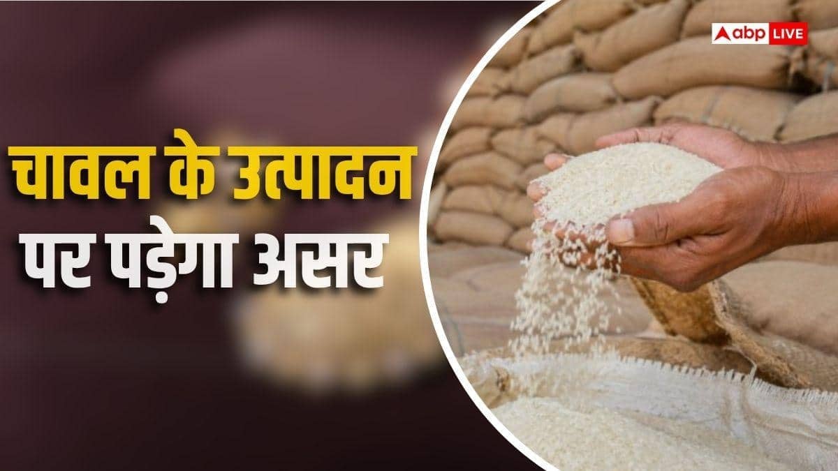 चावल की कीमतों में 10% की बढ़ोतरी, 2027 तक घट सकता है निर्यात!