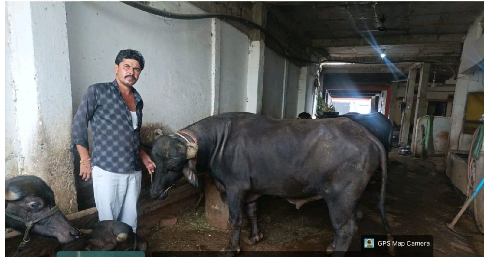 मुर्रा पाड़े से नस्ल सुधार और अतिरिक्त आय की ओर बढ़ते बलराम जाट