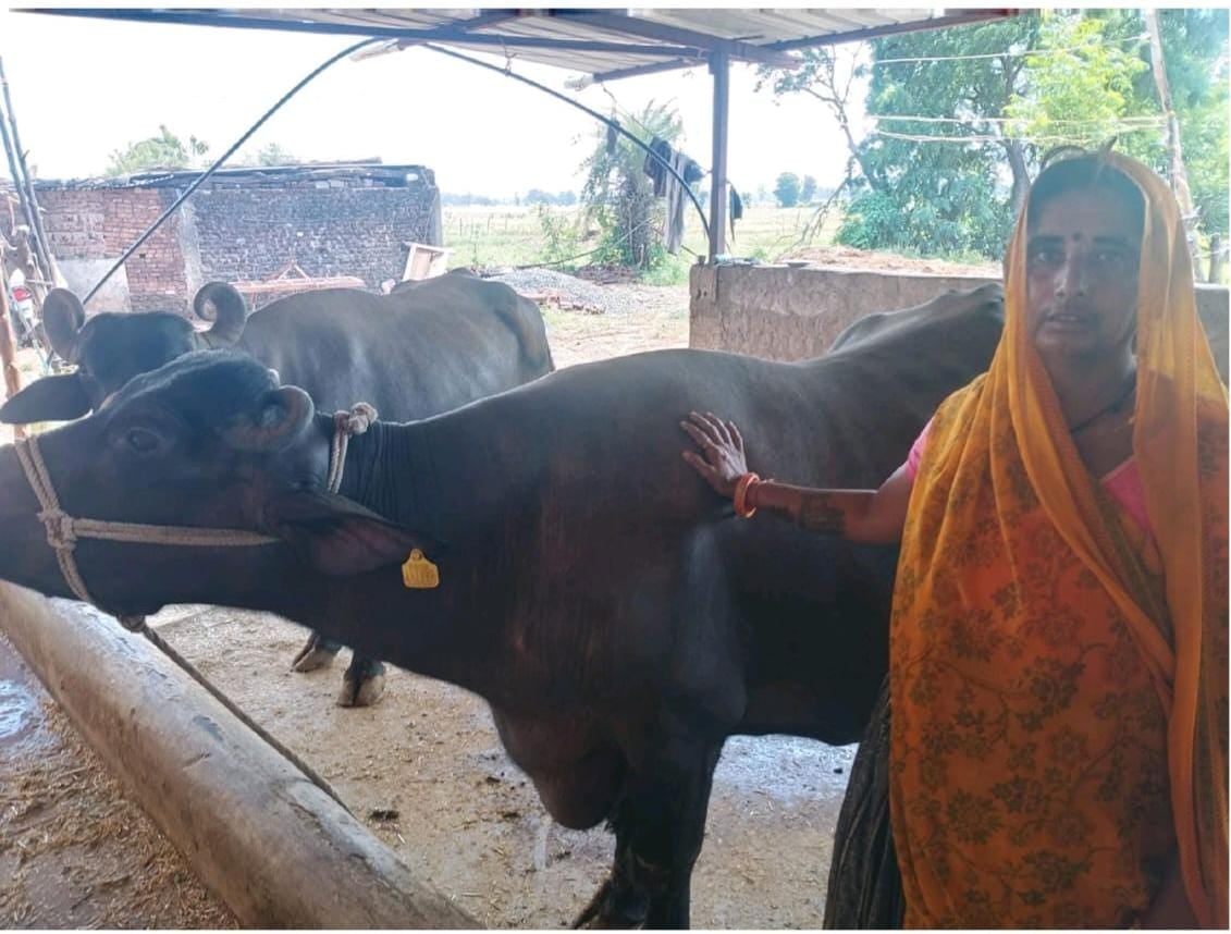 मुख्यमंत्री डेयरी प्लस योजना से रसुम बाई की आय में वृद्धि