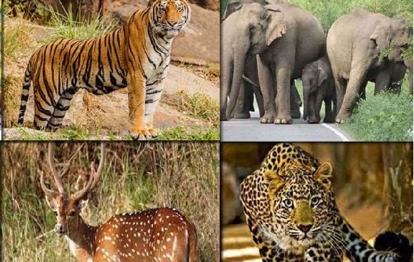 2 से 8 अक्टूबर तक प्रदेश में मनाया जाएगा वन्यजीव सप्ताह
