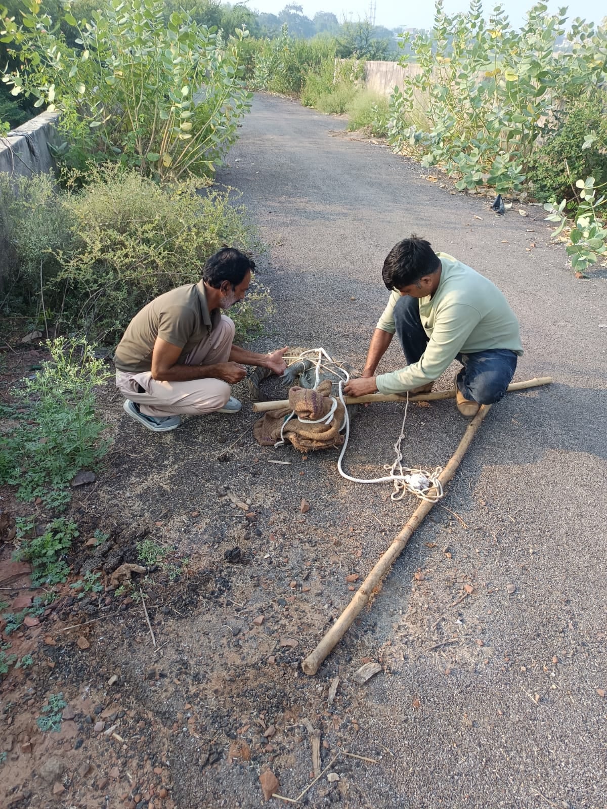 कोटा की सड़क पर दौड़ा मगरमच्छ
