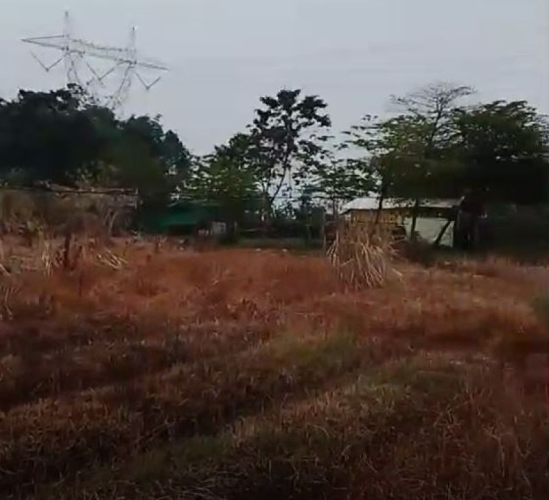 Rumput mengering setelah disiram larutan asam organik