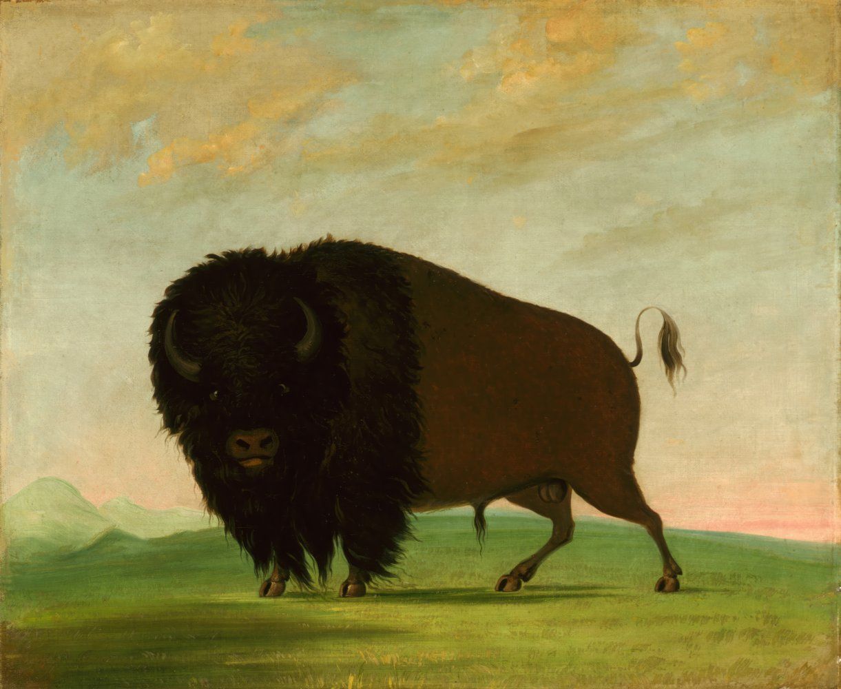 Konten Buffalo di Tengah Lautan