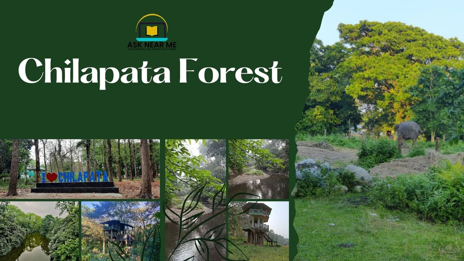 চিলিপাতা জঙ্গলের ঘন সবুজ অরণ্য