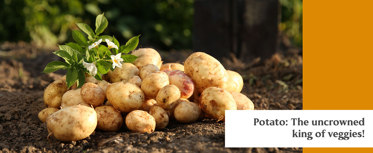 potato. why is potato so popular. what are the health benefits of potato? yummy potato recipes.