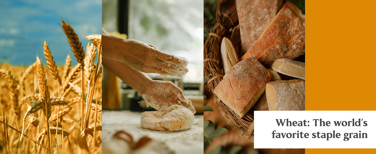 Wheat. Wheat products. Health benefits of wheat. Wheat foods.