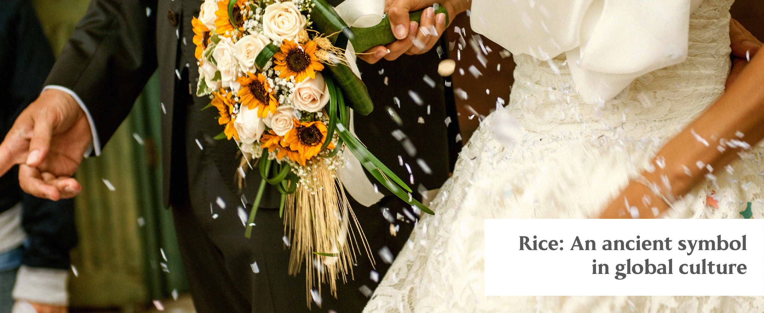 symbolism of rice. how to plant rice. how to grow rice. harvest of rice. rice in rituals.