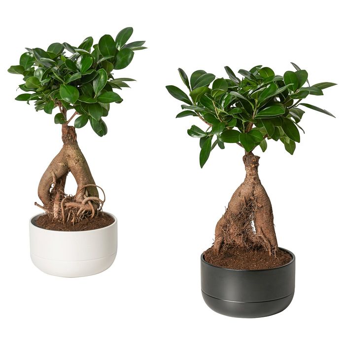 FICUS MICROCARPA GINSENG - Bonsaj