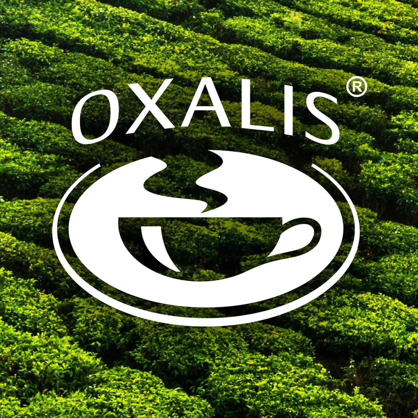 Oxalis