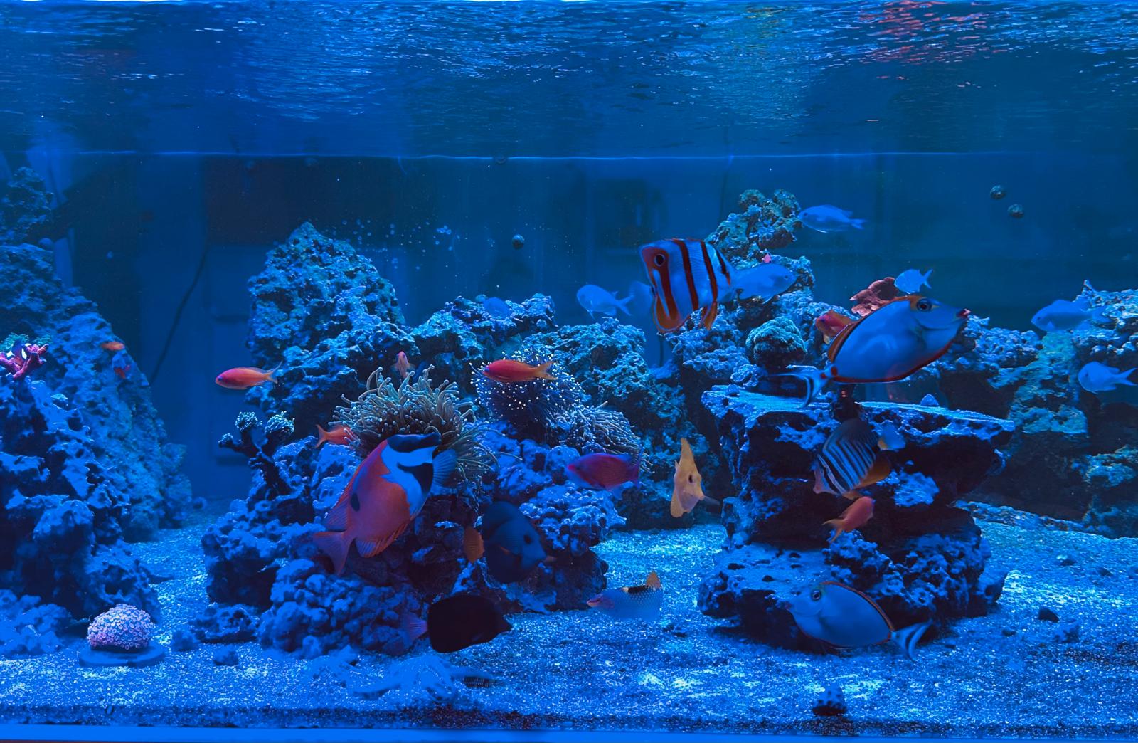Ylemreef