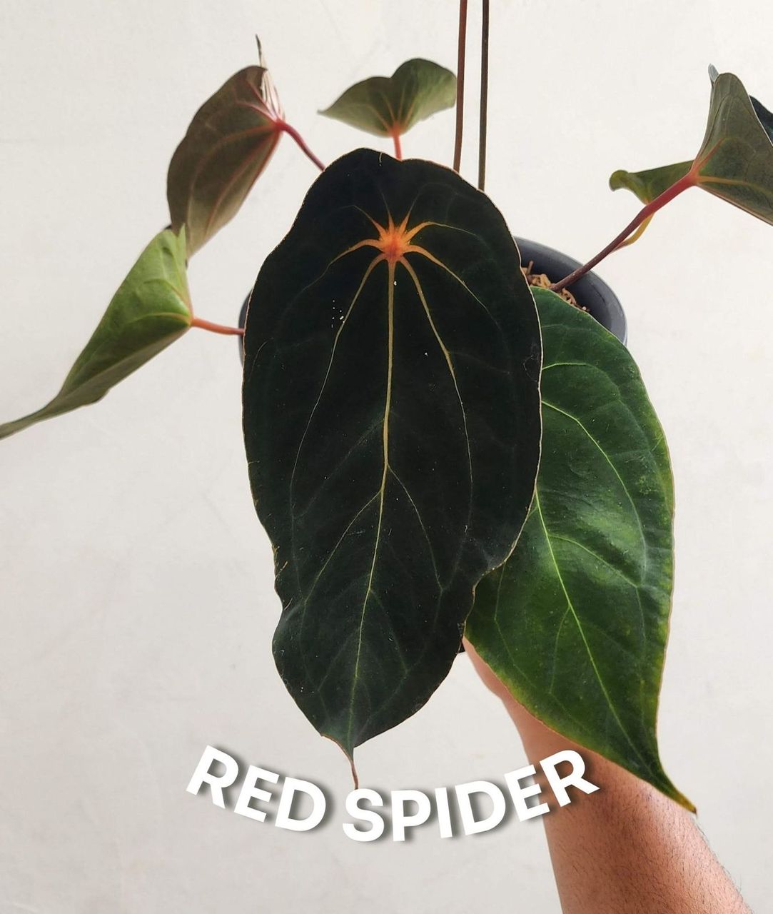 Anthurium papillilaminum 