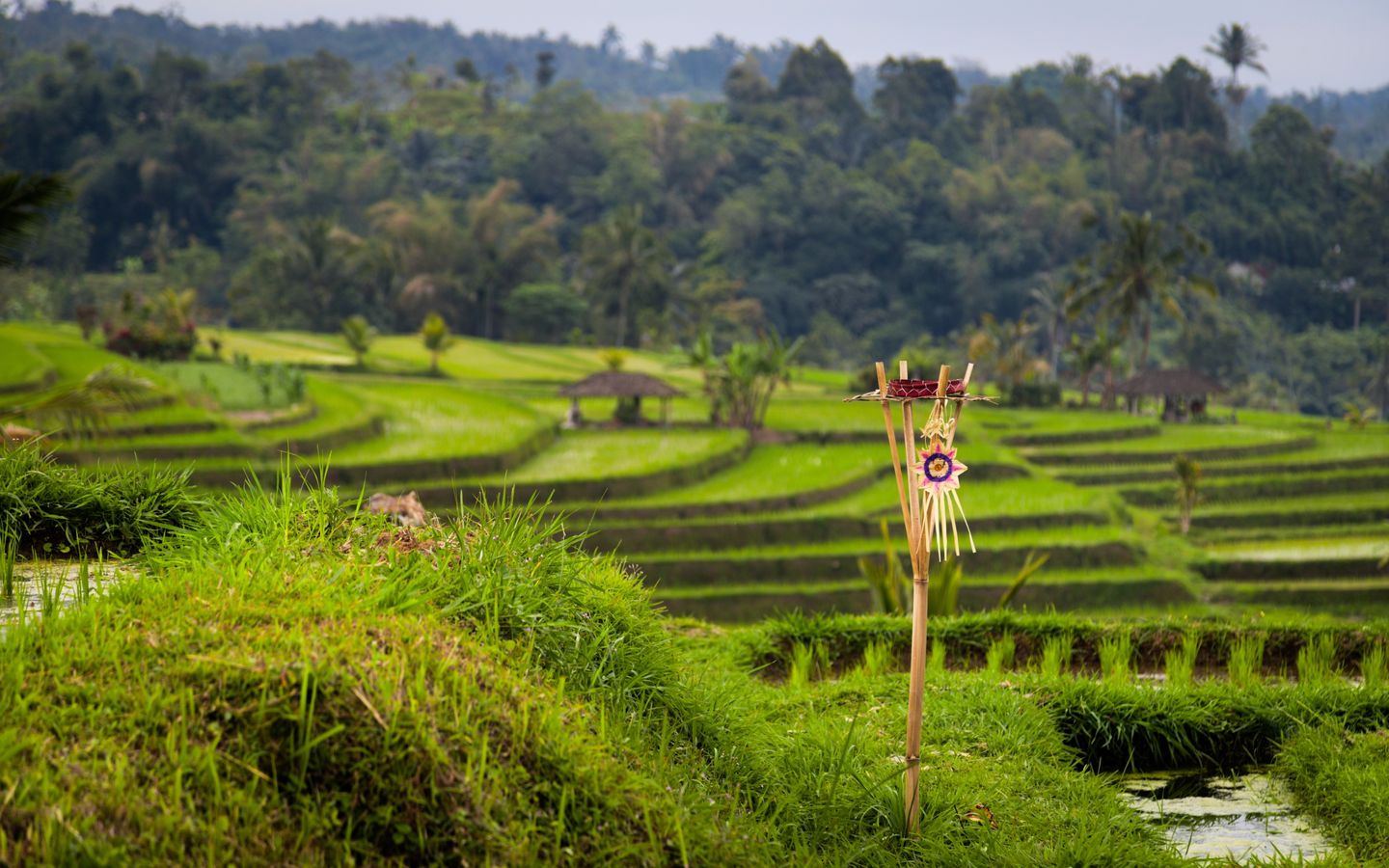 Jatiluwih Rice Terrace