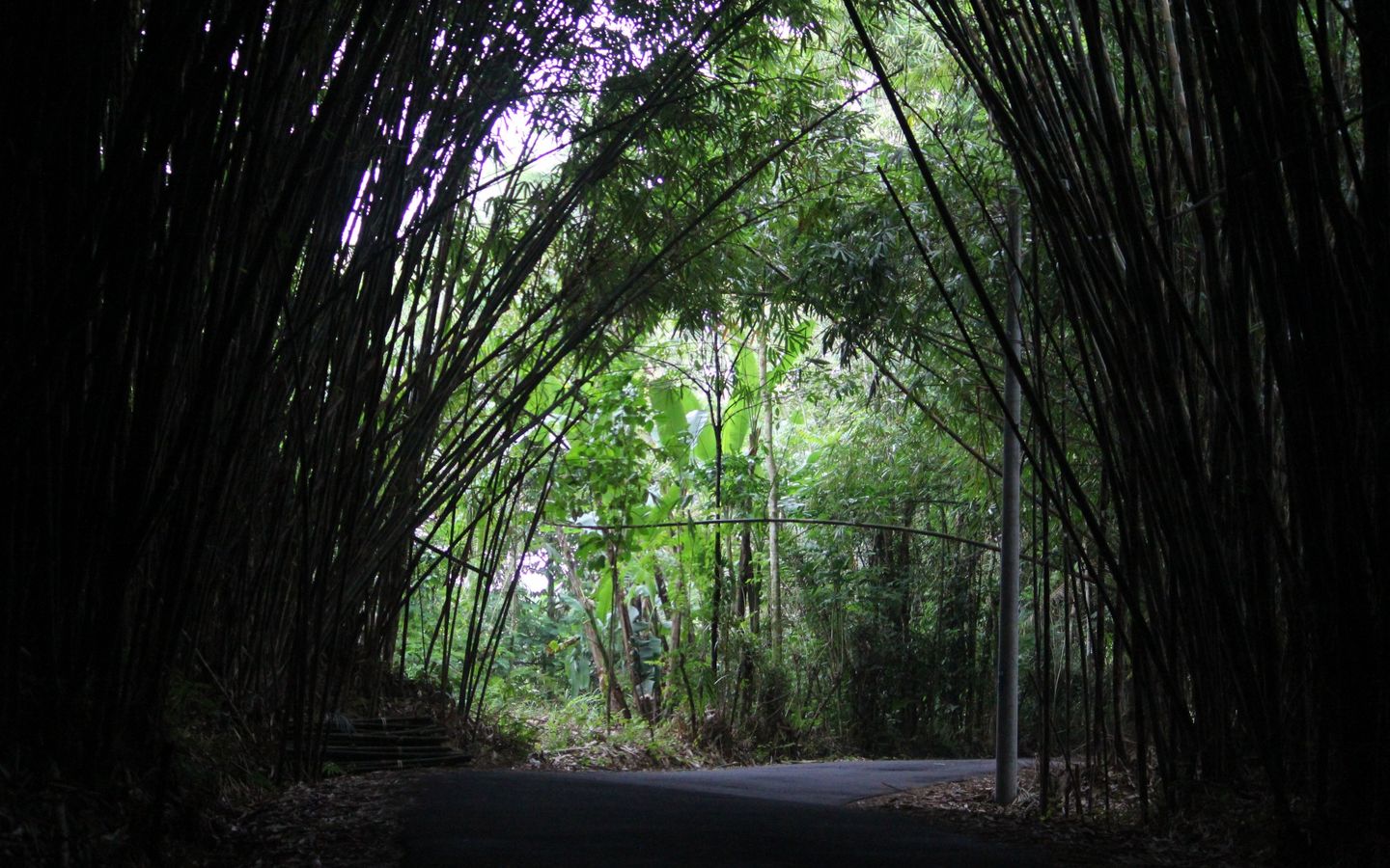 Bamboo Forest