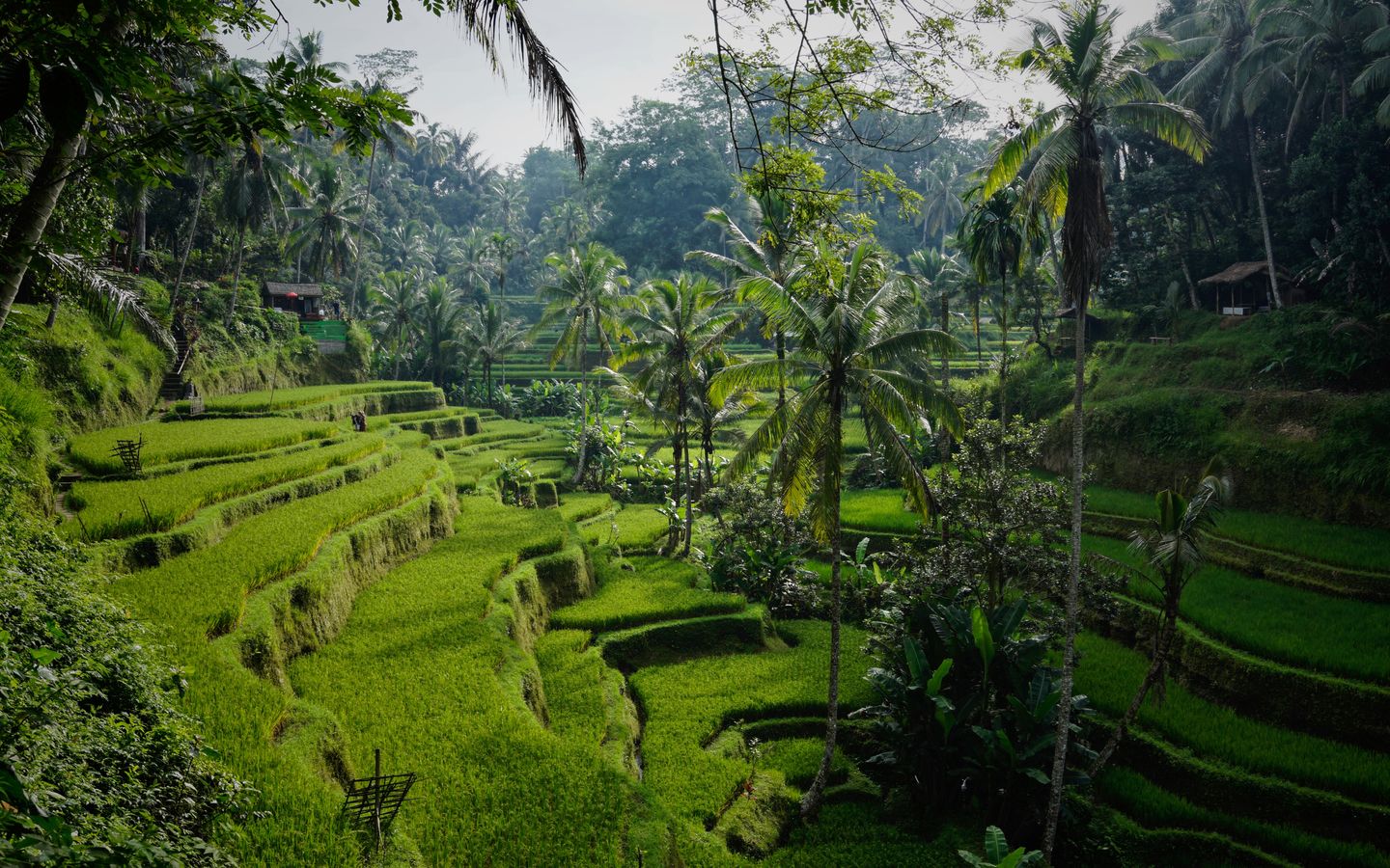 Tegallalang Rice Terrace