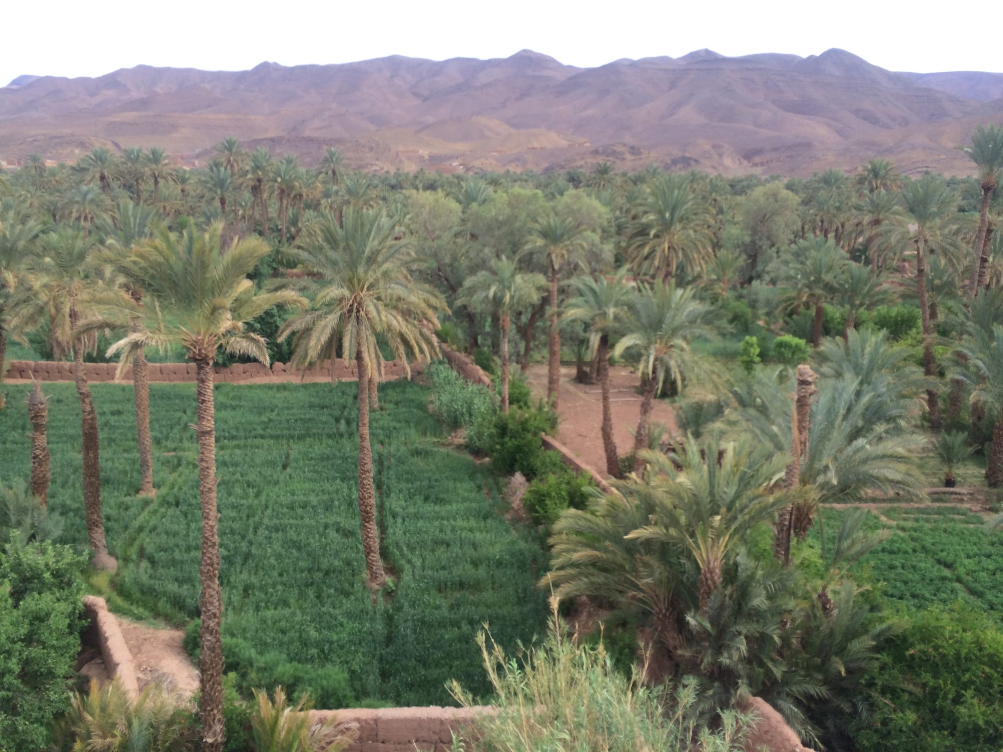 Dra Valley, Morocco; Lush green palm groves and wheat against backdrop of mountains